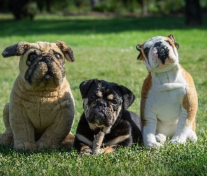 Buldog, Psy, Dwa, Pluszowe, Pies