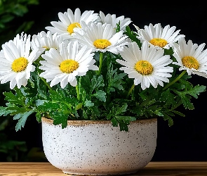Margerytki, Doniczka, Kwiaty