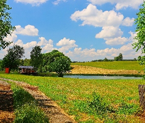 Pole, Droga, Drzewa, Staw, Lato