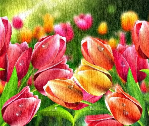 Kwiaty, Grafika, Tulipany
