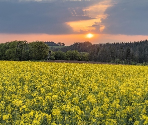 Drzewa, Zachód słońca, Rzepak, Pole, Las