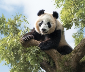 Drzewo, Grafika 2D, Panda wielka