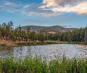 Arizona, Trawa, Jezioro, Stany Zjednoczone, Drzewa, Góry, Hulsey Lake