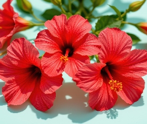 Czerwone, Kwiaty, Hibiskusy