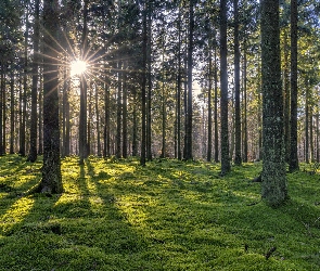 Promienie słońca, Drzewa, Las, Iglasty