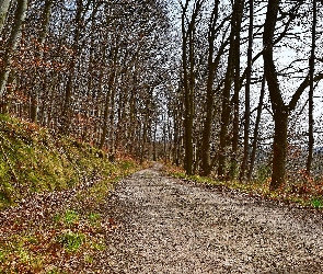 Wzgórze, Droga, Jesień, Drzewa