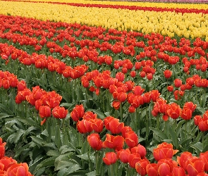 Tulipany, Plantacja, Żółte, Czerwone, Kwiaty