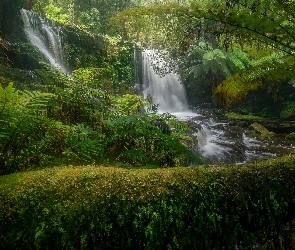 Paprocie, Wodospad, Tasmania, Rośliny, Horseshoe Falls, Australia, Park Narodowy Mount Field