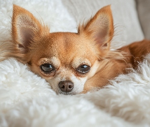 Grafika, Pled, Chihuahua, Futrzany