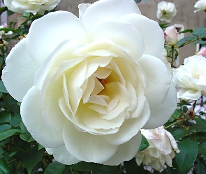 Róża, Biała