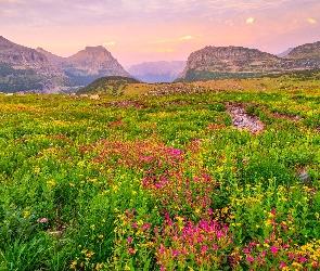 Kwiaty, Łąka, Montana, Polne, Góry, Stany Zjednoczone, Park Narodowy Glacier