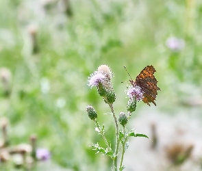 Oset, Kwiat, Rusałka ceik, Motyl