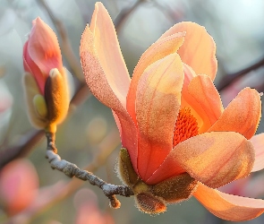 Gałązka, Pąk, Magnolia, Kwiat