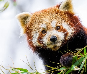 Pandka ruda, Liście, Czerwona panda