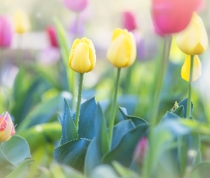 Tulipany, Żółte, Kwiaty