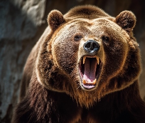 Grizzly, Kły, Otwarta, Paszcza, Niedźwiedź