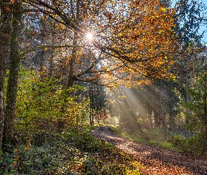 Przebijające światło, Droga, Las, Jesień, Drzewa, Roślinność