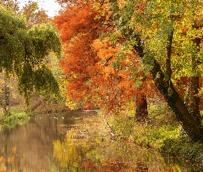 Liście, Ścieżka, Drzewa, Jesień, Kaczki, Las, Staw