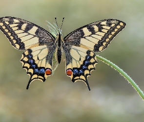 Łodyga, Roślina, Motyl, Paź królowej