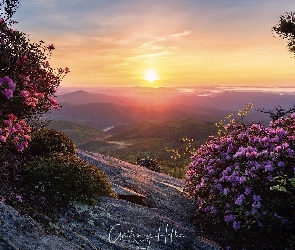 Góry, Azalie, Wschód słońca, Krzewy, Skały, Blue Ridge Mountains, Stany Zjednoczone, Drzewa