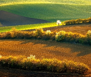 Kwitnące, Drzewa, Morawy Południowe, Wiosna, Łąki, Czechy, Pola