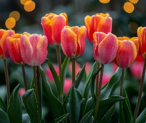 Tulipany, Czerwono-żółte, Kwiaty, Dwukolorowe