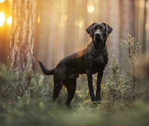 Las, Labrador retriever, Czarny, Pies