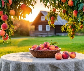 Grafika, Stół, Brzoskwinie, Drzewo