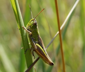 Zielony, Polny, Konik