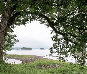 Gałęzie, Rzeka, Trawa, Mgła, Drzewo