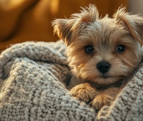 Szczeniak, Koc, Spojrzenie, Yorkshire terrier, Pies
