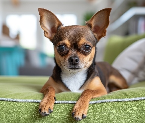 Pies, Grafika Chihuahua krótkowłosa, Kanapa, Zielona, Chihuahua krótkowłosa