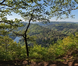 Rzeka, Góry, Las, Drzewa