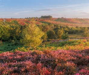 Wrzosy, Mgła, Wzgórza, Drzewa, Park Narodowy New Forest, Wrzosowisko, Anglia, Poranek