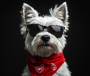 Czerwona, Okulary, Pies, Chustka, Czarne, Biały, West highland white terrier