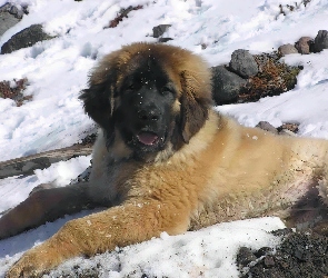 Leonberger, Młody