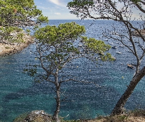 Costa Brava, Sosny, Zatoka, Hiszpania, Drzewa, Morze, Motorówki