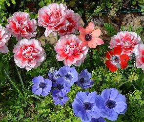 Tulipany pełne, Zawilce, Kwiaty