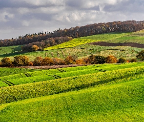 Niebo, Las, Pola, Wzgórza, Uprawne, Drzewa