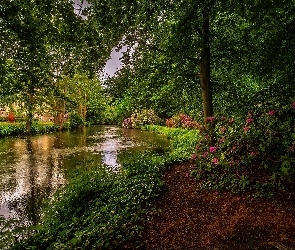 Rododendrony, Różowe, Drzewa, Roślinność, Kwiaty, Rzeka, Ścieżka