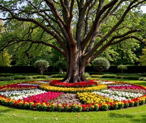 Drzewo, Park, Rabaty Kwiaty