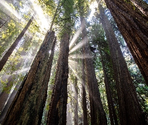 Kalifornia, Prairie Creek Redwoods State Park, Drzewa, Stany Zjednoczone, Przebijające światło, Las, Sekwoje
