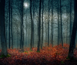 Opadłe liście, Noc, Las, Jesień, Drzewa, Księżyc