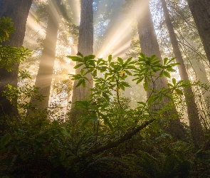 Paprocie, Sekwoje, Kalifornia, Przebijające światło, Drzewa, Stany Zjednoczone, Park Narodowy Redwood