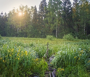 Mokradła, Drzewa, Wschód słońca, Las, Irys
