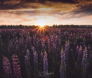 Plantacja, Zachód słońca, Łubin
