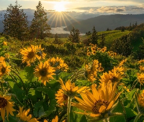 Balsamorhiza, Promienie słońca, Rezerwat przyrody, Żółte, Łąka, Stany Zjednoczone, Columbia River Gorge, Stan Waszyngton, Kwiaty, Góry Kaskadowe, Rzeka Kolumbia