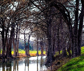 Rzeka, Drzewa, Park, Przyroda