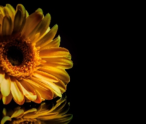 Żółta, Tło, Czarne, Gerbera, Kwiat