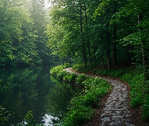 Las, Ścieżka, Drzewa, Rzeka